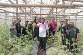 Pemkot Madiun dorong petani membudidayakan tanaman melon "golden"