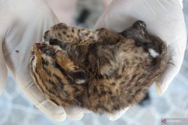 Kasus Penyelundupan Satwa Dilindungi