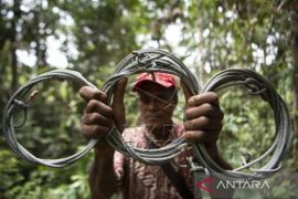 Patroli Pembersihan Jerat Di Taman Nasional Kericni Sebelat Page 1 Small