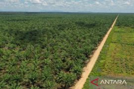 Hampir 20 ribu ha kebun sawit di Siak masuk kawasan hutan