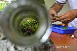 Budidaya tanaman hias Terarium dalam botol