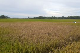 150 hektare areal pertanian di Mutiara Timur terancam gagal panen