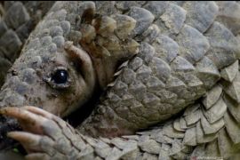 Trenggiling sitaan di Vietnam jadi 'host' SARS-CoV-2