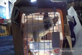 Bea Cukai gagalkan penyelundupan satwa dan kendaraan antik asal Thailand di Aceh Tamiang