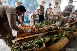 BBKP Surabaya amankan ratusan bibit anggrek asal Merauke