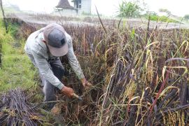 Petani  budi daya padi "Black Madras"