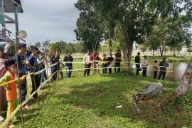 BKSDA Bengkulu evakuasi seekor buaya pemangsa manusia di Mukomuko