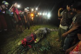 Menakar urgensi penangkaran buaya  di Kota Palu