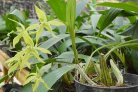 BRIN conducts phytoremediation to conserve endangered aquatic plants