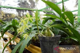 Perlu upaya penyelamatan, kenali 4 tanaman endemik terancam punah di Indonesia