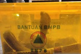 Puluhan warga Banjarmasin lapor ular masuk ke rumah