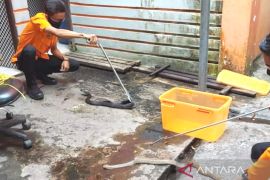 Puluhan warga Banjarmasin minta tolong tangani ular masuk pemukiman