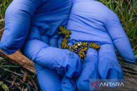 Spesies katak baru ditemukan di "Kota Kungfu" China