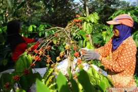 Pemkab Magetan lakukan pendataan kopi langka "Liberica"