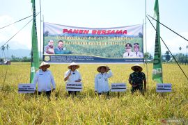 BPTP Gorontalo panen raya padi varietas Cakra Buana di Bone Bolango