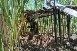 Sembilan hari dipasang, beruang madu akhirnya masuk ke kandang jebak KSDA Maninjau (Video)