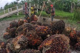 PPKM diperpanjang hingga dampak larangan ekspor CPO, kemarin