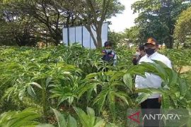 Petani porang Madiun diminta registrasi lahan sebagai syarat ekspor