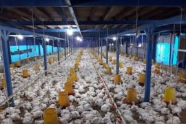 "Chickin" garapan mahasiswa Universitas Brawijaya masuk Forbes 30 Under 30