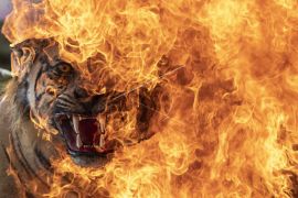 BKSDA Sumsel musnahkan offset satwa dilindungi