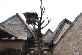 Pohon cinta saksi bisu sejoli Sasak Desa Sade menjalin kasih