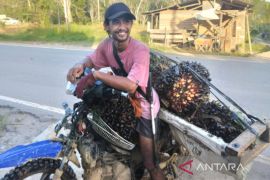 Harga TBS naik, petani bisa hasilkan Rp12 juta sebulan