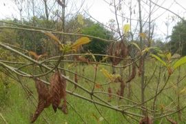 Ribuan hektare tanaman kratom di Kapuas Hulu diserang hama