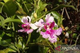 Danau Dendam Tak Sudah simpan anggrek dengan kesegaran 22 hari