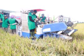 Wabup Pidie "Geupeuaman"