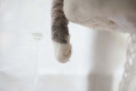 Kucing juga bisa "staycation"  di Singapura