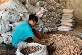 Petani Jambi kurangi jual pinang tunggu harga membaik