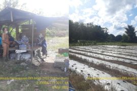 Petani Banua Lawas Tabalong kembangkan budi daya bawang merah biji