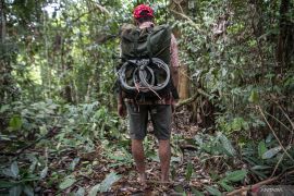 News Feature  -- A journey of a tiger hunter to repentance