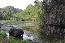 Kampung budaya Massaloeng perkaya wisata karst Rammang-Rammang Maros