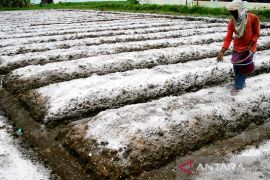 Kesuburan tanah berperan menjaga kehidupan
