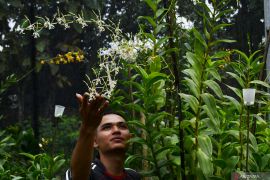 Budi Daya Anggrek di Madiun