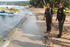 BKSDA minta warga Pulau Bawean mulai peduli keberadaan habitat penyu