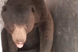 Beruang madu yang kerap melintas di Kelok 44 Agam akhirnya masuk kandang jebak