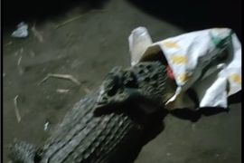 BKSDA evakuasi buaya hasil tangkapan warga di Desa Janti Kediri