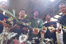 UM Surabaya kenalkan ratusan anggrek Semeru melalui "virtual tour"