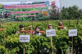 Kementan dan Pemkab Sleman panen cabai "off season" di lahan petani milenial