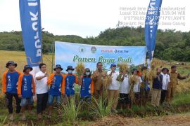 Gunakan teknologi Hazton, produktivitas padi Nutri Zinc di Landak capai 9,6 ton/ha