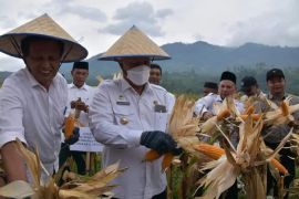 Ini Kelompok tani  budidaya jagung pioner 32