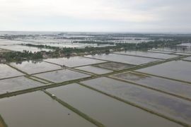 Fisheries Ministry hands aid for saline tilapia cultivation in W Java