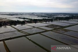 Fisheries Ministry hands aid for saline tilapia cultivation in W Java