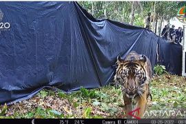 Diserang harimau, pekerja kebun di Pelalawan terluka