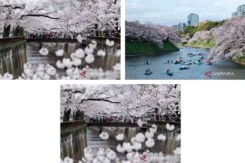 Indahnya pemandangan bunga sakura bermekaran di Tokyo Page 1 Small