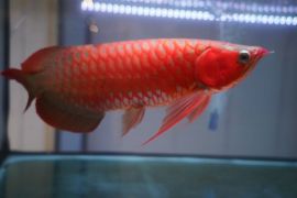 KKP gandeng komunitas penggemar Arwana di Bali tunjukkan kekayaan ikan hias Indonesia