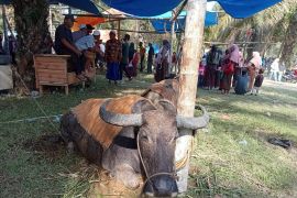 Kerbau "Bantai Adat"