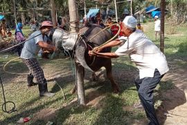 Tradisi "Bantai Adat" di Merangin sembelih 120 ekor kerbau untuk sambut Bulan Puasa